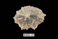 藏品(黑松螺)的圖片